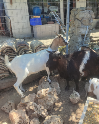 Coppia caprette tibetane