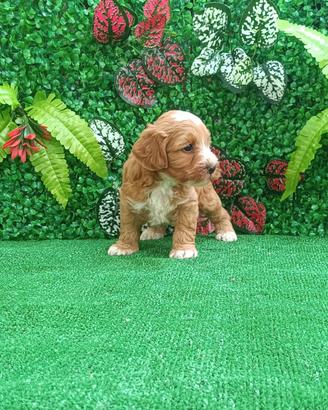 Cucciolo maltipoo