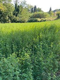 Fieno erba medica