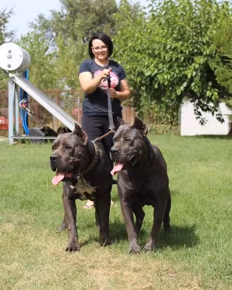 Cuccioli di Cane Corso