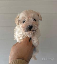 Maltipoo Femmina