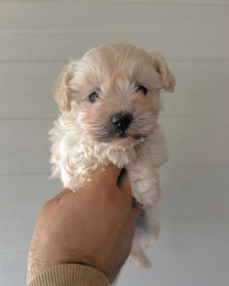 Maltipoo Femmina