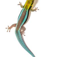 Geco Phelsuma Klemmeri