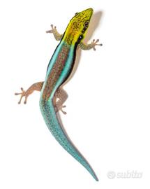 Geco Phelsuma Klemmeri