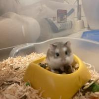 Cucciola di criceto Roborowsky