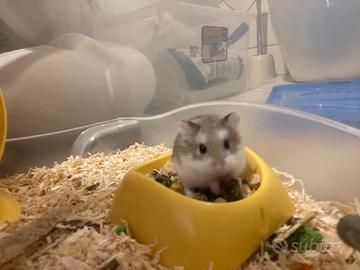 Cucciola di criceto Roborowsky