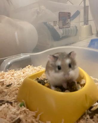 Cucciola di criceto Roborowsky