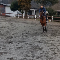 Cavallo sella francese