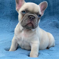 Bulldog francese