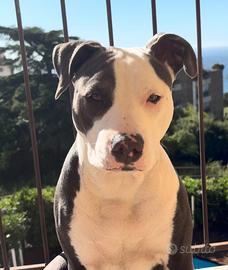 American Pitbull Terrier