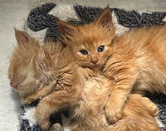 Maine Coon