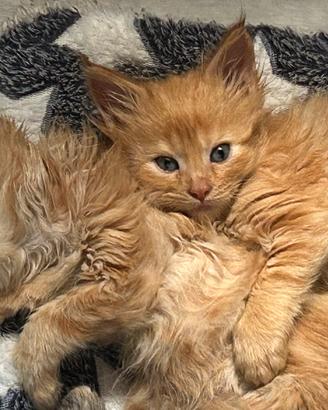Maine Coon