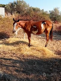 Cavallo puledro paint