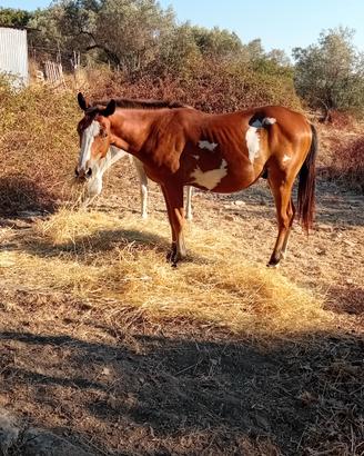 Cavallo puledro paint