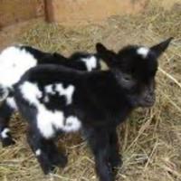 Animali da Fattoria e da Cortile varie specie