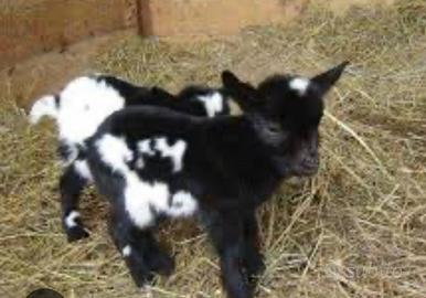 Animali da Fattoria e da Cortile varie specie