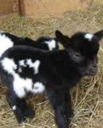 Animali da Fattoria e da Cortile varie specie