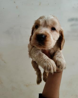 Cocker spaniel