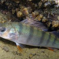 Pesce persico italiano