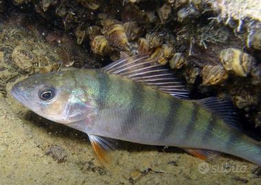 Pesce persico italiano