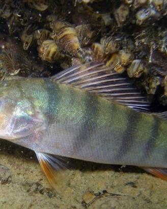 Pesce persico italiano