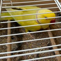 Uccelli esotici e pappagalli