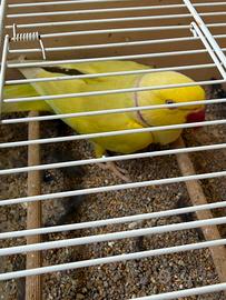 Uccelli esotici e pappagalli