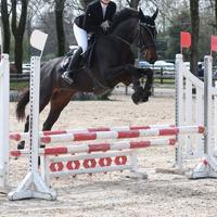 Castrone 8 anni categorie brevetto