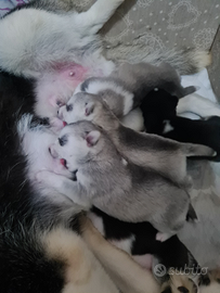 Cuccioli siberian husky