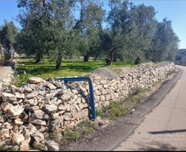 Terreno uliveto
