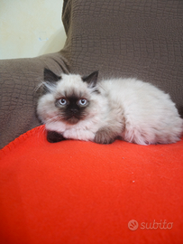 Gatti persiani himalayani