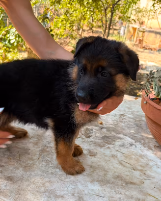 Cucciole di pastore tedesco pedigree ENCI