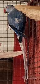 Parrocchetto dal collare cleartail