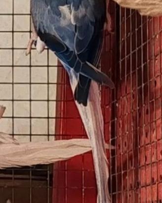 Parrocchetto dal collare cleartail
