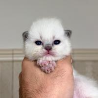 Maschietto ragdoll