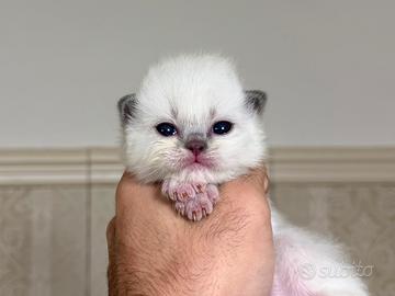 Maschietto ragdoll