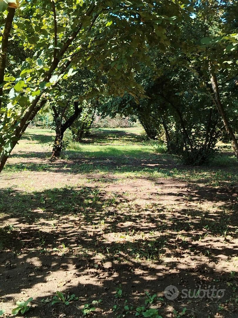 San Potito Ultra. Noccioleto specializzato - Vista 2