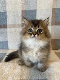 British longhair maschietto