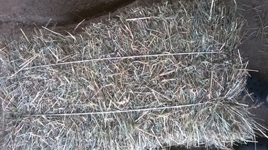 Fieno di Prato stabile