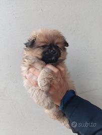 Spitz pomerania femminuccia