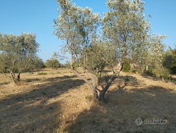 Parliamo di terreno agricolo 13.000 mq