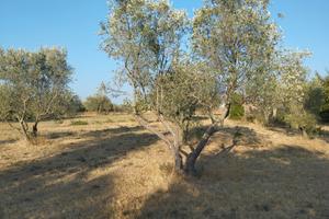 Parliamo di terreno agricolo 13.000 mq