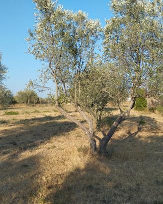 Parliamo di terreno agricolo 13.000 mq