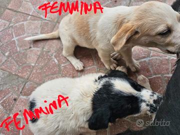 Cagnolini