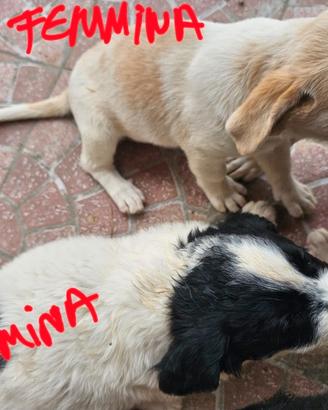 Cagnolini