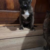 American pitbull terrier