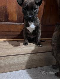 American pitbull terrier