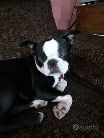 Cuccioli Boston Terrier