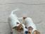 Immagine 4