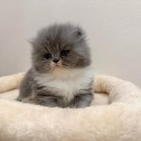 Cucciolo Persiano Bicolore